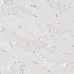 Invitrogen ALDH7A1 Polyclonal Antibody 100 &mu;L; Unconjugated:Antibodies,