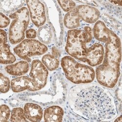 Invitrogen ALDH7A1 Polyclonal Antibody 100 &mu;L; Unconjugated:Antibodies,