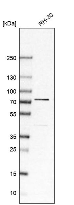 Invitrogen SRP68 Polyclonal Antibody 100 &mu;L | Buy Online | Invitrogen&trade; | Fisher Scientific