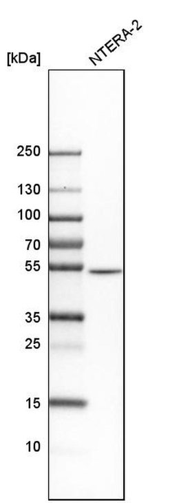 Invitrogen Septin-7 Polyclonal Antibody 100 &mu;L; Unconjugated:Antibodies,