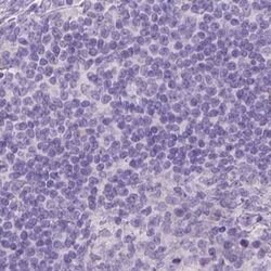 Invitrogen GSDMA Polyclonal Antibody 100 &mu;L; Unconjugated:Antibodies,