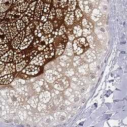 Invitrogen GSDMA Polyclonal Antibody 100 &mu;L; Unconjugated:Antibodies,