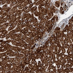 Invitrogen CNTROB Polyclonal Antibody 100 &mu;L; Unconjugated:Antibodies,