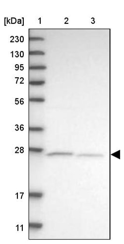 Invitrogen ATPAF2 Polyclonal Antibody 100 &mu;L; Unconjugated:Anticuerpos