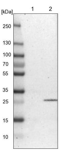 Invitrogen ATPAF2 Polyclonal Antibody 100 &mu;L; Unconjugated:Anticuerpos