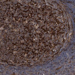 Invitrogen Cdc42EP4 Polyclonal Antibody 100 &mu;L; Unconjugated:Antibodies,