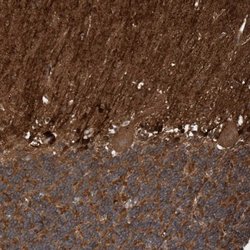Invitrogen Cdc42EP4 Polyclonal Antibody 100 &mu;L; Unconjugated:Antibodies,
