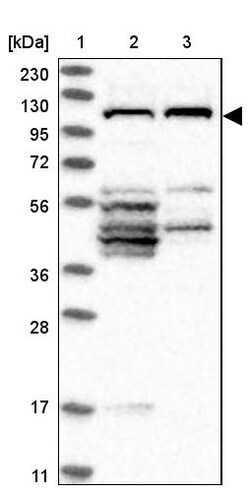 Invitrogen FAM83G Polyclonal Antibody 100 &mu;L | Buy Online | Invitrogen&trade; | Fisher Scientific