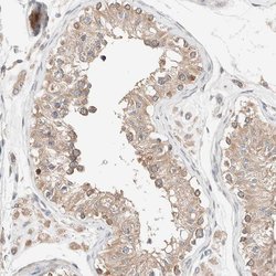Invitrogen PCM1 Polyclonal Antibody 100 &mu;L; Unconjugated:Antibodies,
