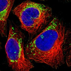 Invitrogen MRPL45 Polyclonal Antibody 100 &mu;L; Unconjugated:Antibodies,