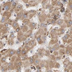 Invitrogen MRPL45 Polyclonal Antibody 100 &mu;L; Unconjugated:Antibodies,