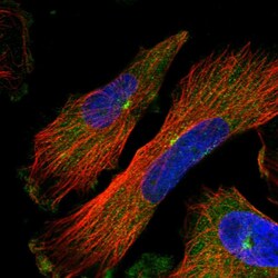 Invitrogen PCM1 Polyclonal Antibody 100 &mu;L; Unconjugated:Antibodies,
