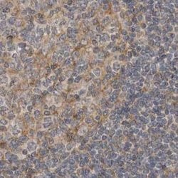 Invitrogen LRRC45 Polyclonal Antibody 100 &mu;L; Unconjugated:Antibodies,
