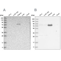 Invitrogen LRRC45 Polyclonal Antibody 100 &mu;L; Unconjugated:Antibodies,