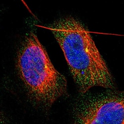 Invitrogen ZFAND1 Polyclonal Antibody 100 &mu;L; Unconjugated:Antibodies,