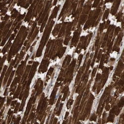 Invitrogen DUS1L Polyclonal Antibody 100 &mu;L; Unconjugated:Antibodies,