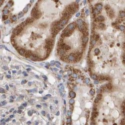 Invitrogen MRPL45 Polyclonal Antibody 100 &mu;L; Unconjugated:Antibodies,