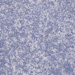 Invitrogen USP43 Polyclonal Antibody 100 &mu;L | Buy Online | Invitrogen&trade; | Fisher Scientific