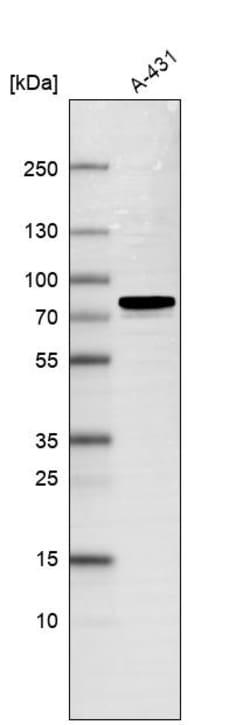 Invitrogen USP43 Polyclonal Antibody 100 &mu;L | Buy Online | Invitrogen&trade; | Fisher Scientific