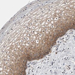 Invitrogen CCDC43 Polyclonal Antibody 100 &mu;L; Unconjugated:Antibodies,
