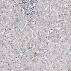 Invitrogen CCDC43 Polyclonal Antibody 100 &mu;L; Unconjugated:Antibodies,