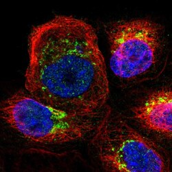 Invitrogen ARFGEF1 Polyclonal Antibody 100 &mu;L; Unconjugated:Antibodies,
