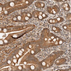 Invitrogen ARFGEF1 Polyclonal Antibody 100 &mu;L; Unconjugated:Antibodies,