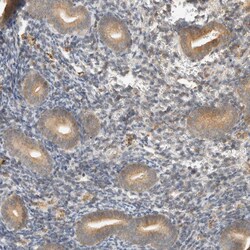 Invitrogen ARFGEF1 Polyclonal Antibody 100 &mu;L; Unconjugated:Antibodies,