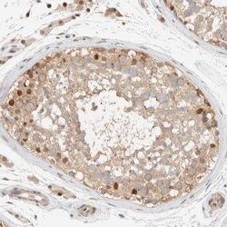 Invitrogen ARFGEF1 Polyclonal Antibody 100 &mu;L; Unconjugated:Antibodies,
