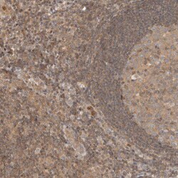 Invitrogen ARFGEF1 Polyclonal Antibody 100 &mu;L; Unconjugated:Antibodies,