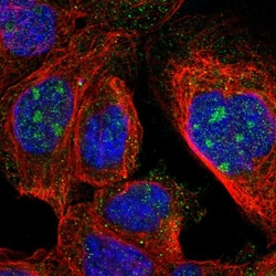 Invitrogen ZNF324B Polyclonal Antibody 100 &mu;L; Unconjugated:Antibodies,