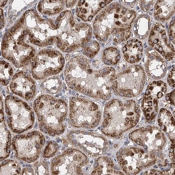 Invitrogen ZNF324B Polyclonal Antibody 100 &mu;L; Unconjugated:Antibodies,