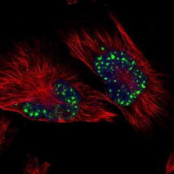 Invitrogen SON Polyclonal Antibody 100 &mu;L; Unconjugated:Antibodies,
