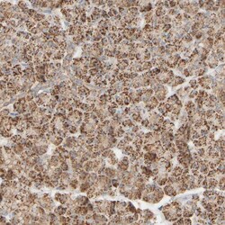 Invitrogen APBB2 Polyclonal Antibody 100 &mu;L | Buy Online | Invitrogen&trade; | Fisher Scientific