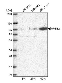 Invitrogen APBB2 Polyclonal Antibody 100 &mu;L | Buy Online | Invitrogen&trade; | Fisher Scientific