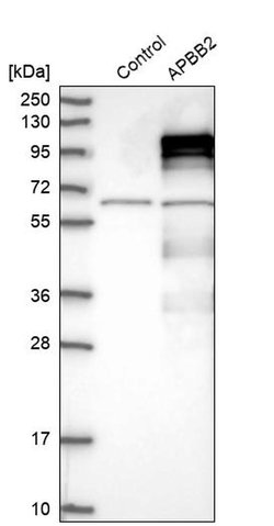 Invitrogen APBB2 Polyclonal Antibody 100 &mu;L | Buy Online | Invitrogen&trade; | Fisher Scientific