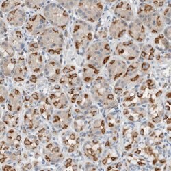 Invitrogen DUOX1 Polyclonal Antibody 100 &mu;L | Buy Online | Invitrogen&trade; | Fisher Scientific