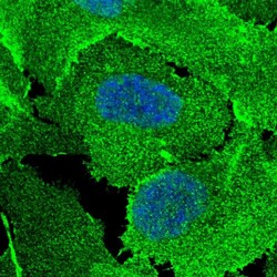 Invitrogen SCRIB Polyclonal Antibody 100 &mu;L; Unconjugated:Antibodies,