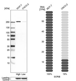 Invitrogen SCRIB Polyclonal Antibody 100 &mu;L; Unconjugated:Antibodies,