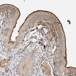 Invitrogen CtBP2 Polyclonal Antibody 100 &mu;L; Unconjugated:Antibodies,