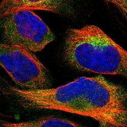 Invitrogen NXN Polyclonal Antibody 100 &mu;L; Unconjugated:Antibodies,