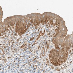 Invitrogen NXN Polyclonal Antibody 100 &mu;L; Unconjugated:Antibodies,