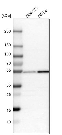 Invitrogen NXN Polyclonal Antibody 100 &mu;L; Unconjugated:Antibodies,