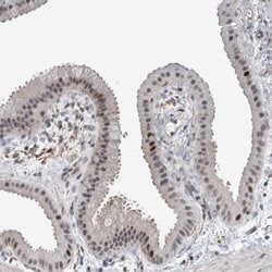 Invitrogen MSL1 Polyclonal Antibody 100 &mu;L; Unconjugated:Antibodies,