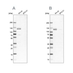 Invitrogen DDX42 Polyclonal Antibody 100 &mu;L; Unconjugated:Antibodies,