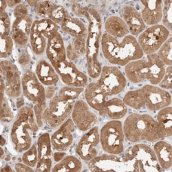 C17orf97 Polyclonal Antibody:Antibodies, Polyclonal