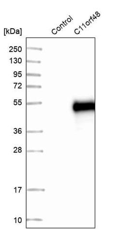 Invitrogen C11orf48 Polyclonal Antibody 100 &mu;L; Unconjugated:Antibodies,