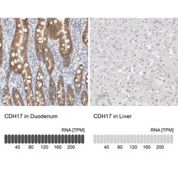 Invitrogen CDH17 Polyclonal Antibody 100 &mu;L; Unconjugated:Antibodies