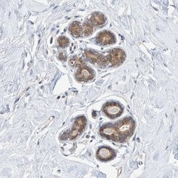 Invitrogen TATDN1 Polyclonal Antibody 100 &mu;L; Unconjugated:Antibodies,
