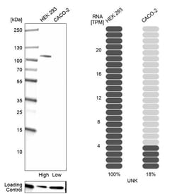 Invitrogen UNK Polyclonal Antibody 100 &mu;L; Unconjugated:Antibodies,
